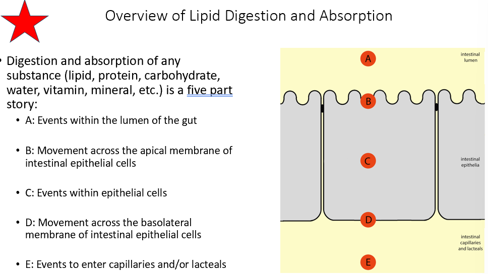 <ul><li><p>Lumen of the gut</p></li><li><p>Move across apical membrane of intestinal epithelial cells</p></li><li><p>Events w/in the cells</p></li><li><p>Move across basolateral membrane of epithelial cells</p></li><li><p>Events to enter capillaries/lacteals</p></li></ul><p></p>