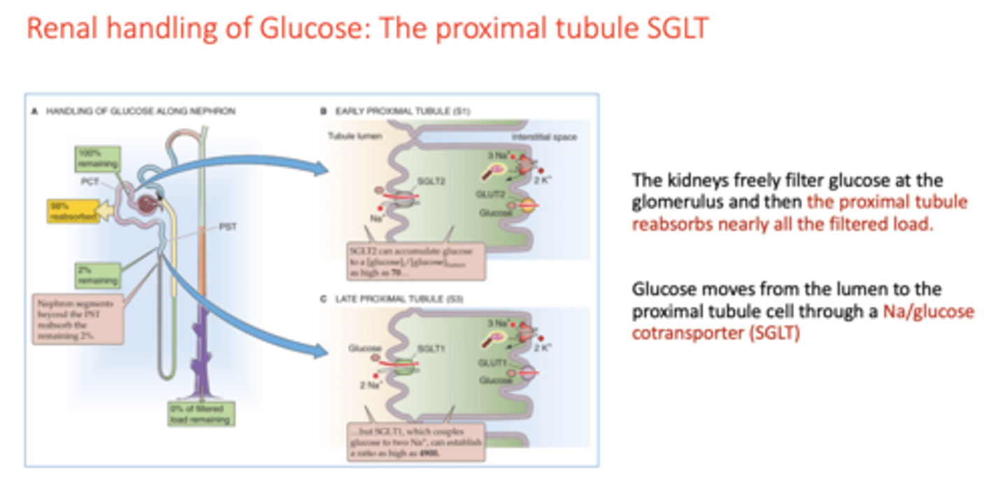 <p>proximal tubule</p>