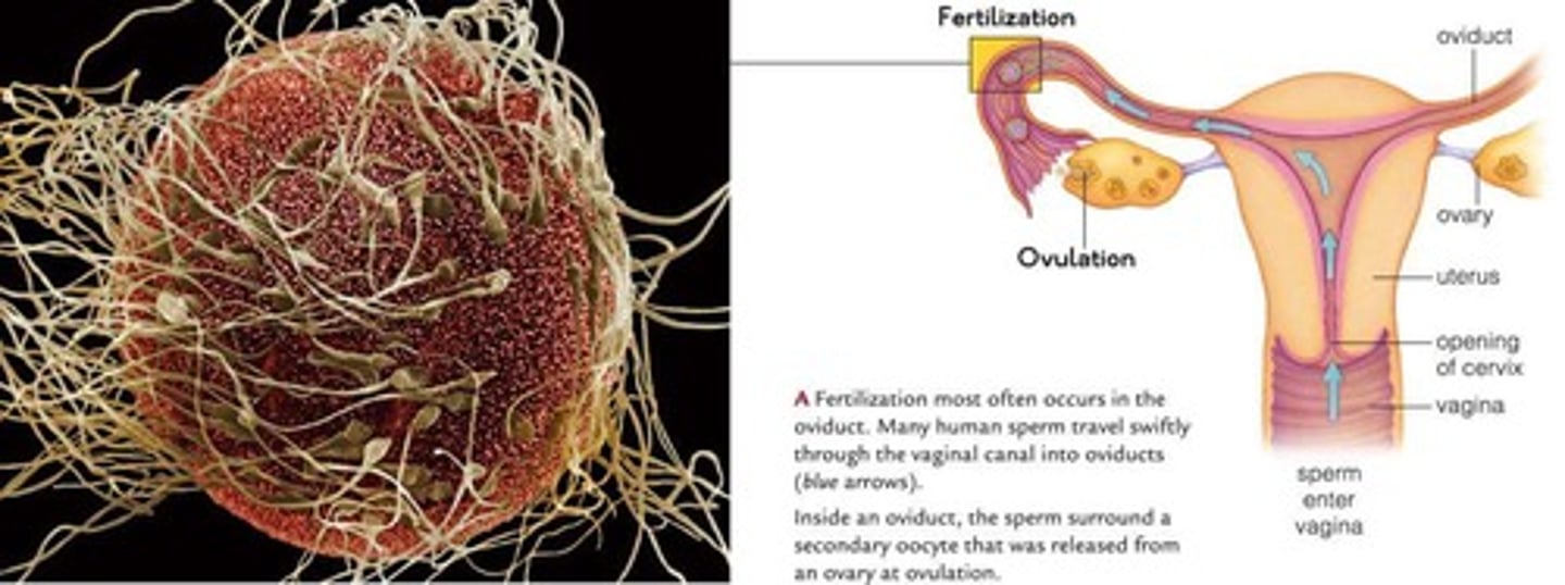 <p>Site of fertilization between sperm and egg.</p>