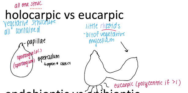 <ul><li><p>holocarpic = vegetative structure all contained</p></li><li><p>eucaropic = little rhizoids, bit of vegetative mycelium</p></li></ul><p></p>