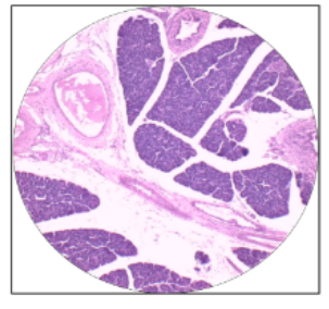 <p>What is this the histology of?</p>