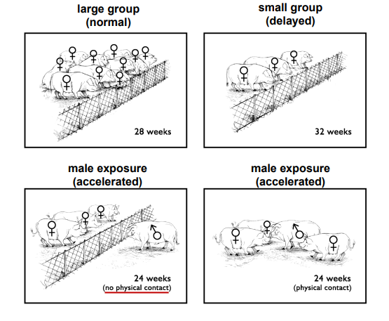 <p><strong>Social Cues in Swine</strong> </p><ul><li><p><span style="color: purple;"><strong>Gilts exposed to males will enter puberty </strong></span>____ <strong><mark data-color="yellow" style="background-color: yellow; color: inherit;">THAN LARGE OR SMALL GROUPS OF GILTS WITH NO EXPOSURE&nbsp;</mark></strong></p></li></ul><p></p>