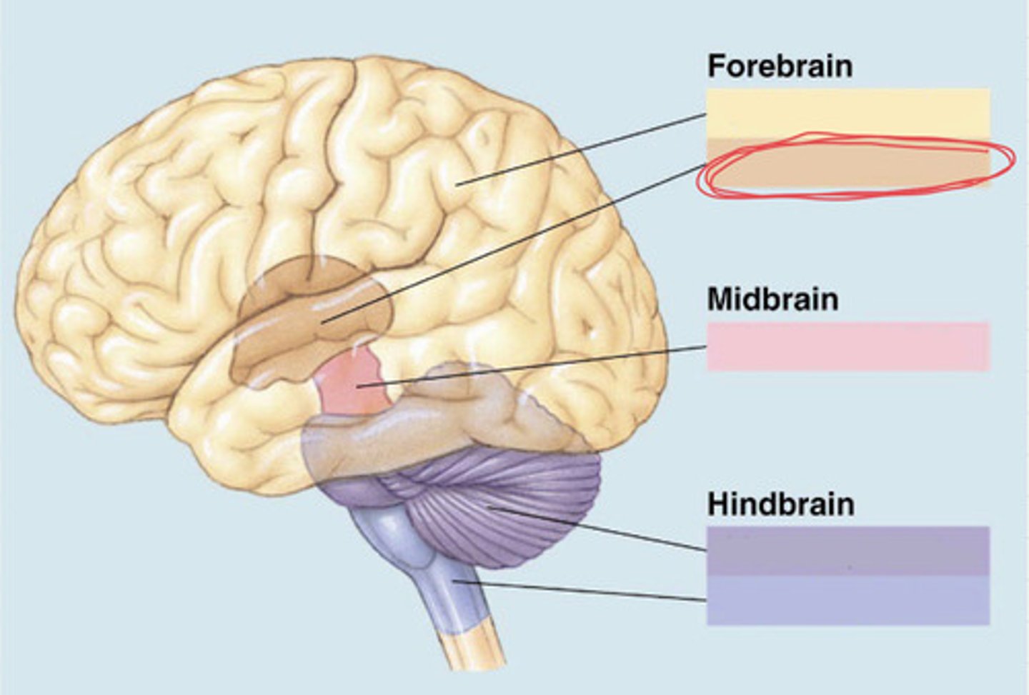 knowt flashcard image