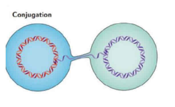 <p>ocurre mediante el contacto entre una célula donadora y una célula receptora, y se transfiere ADN de una sola cadena desde la célula donadora a la receptora.</p>