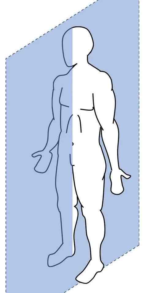 <p>Plane: divides body into a left and right side</p><p>Axis: goes right through the plane</p>