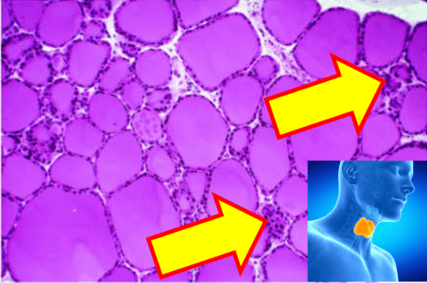 <p>Name the structure.</p>