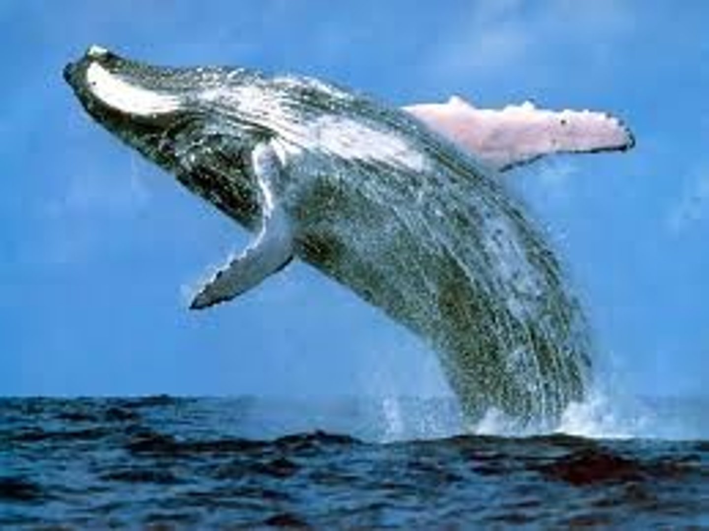 <p>whale</p>