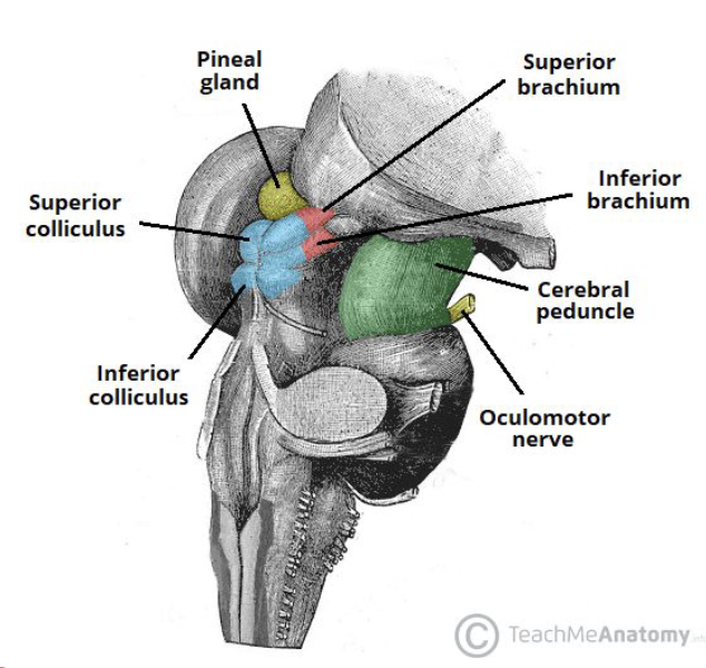 <p>Corpora Quadrigemina: Superior Colliculi (2)</p>