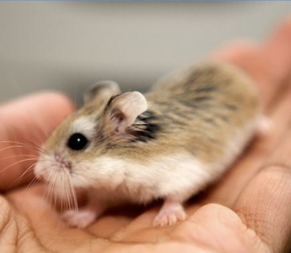 <p>What type of hamster is also called the Roborovski dwarf and is the species P. roborovskii?</p>
