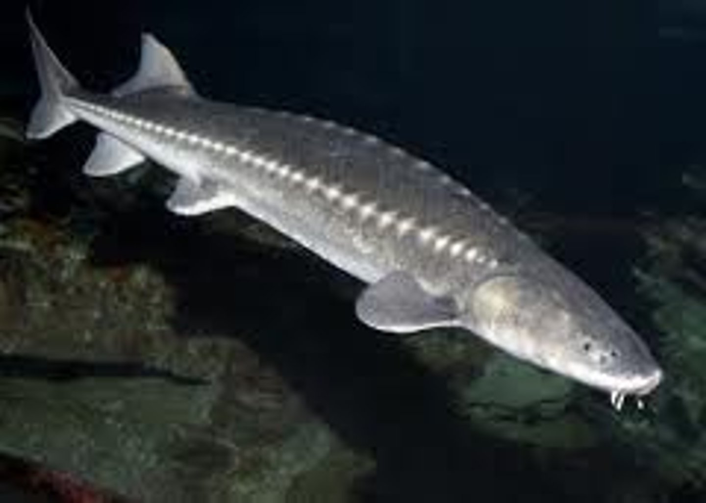 <p>Order Acipenseriformes;</p><p>Sturgeons;</p><p>-Asymmetrical caudal fin base (heterocercal)</p><p>-Five rows of bony plates called scutes</p><p>-Mouth ventral</p><p>-Anadromous and freshwater</p><p>-4 genera and 25 species</p><p>-3 species in TN</p>