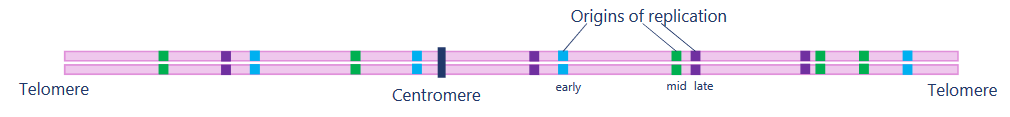 <p>to ensure early replication stalling or mistakes can be repaired</p>