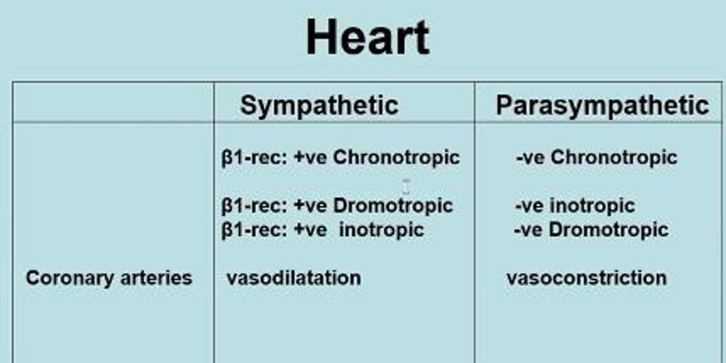 <p>Positive effect on heart rate, conduction velocity, and contractility of myocardium.</p>