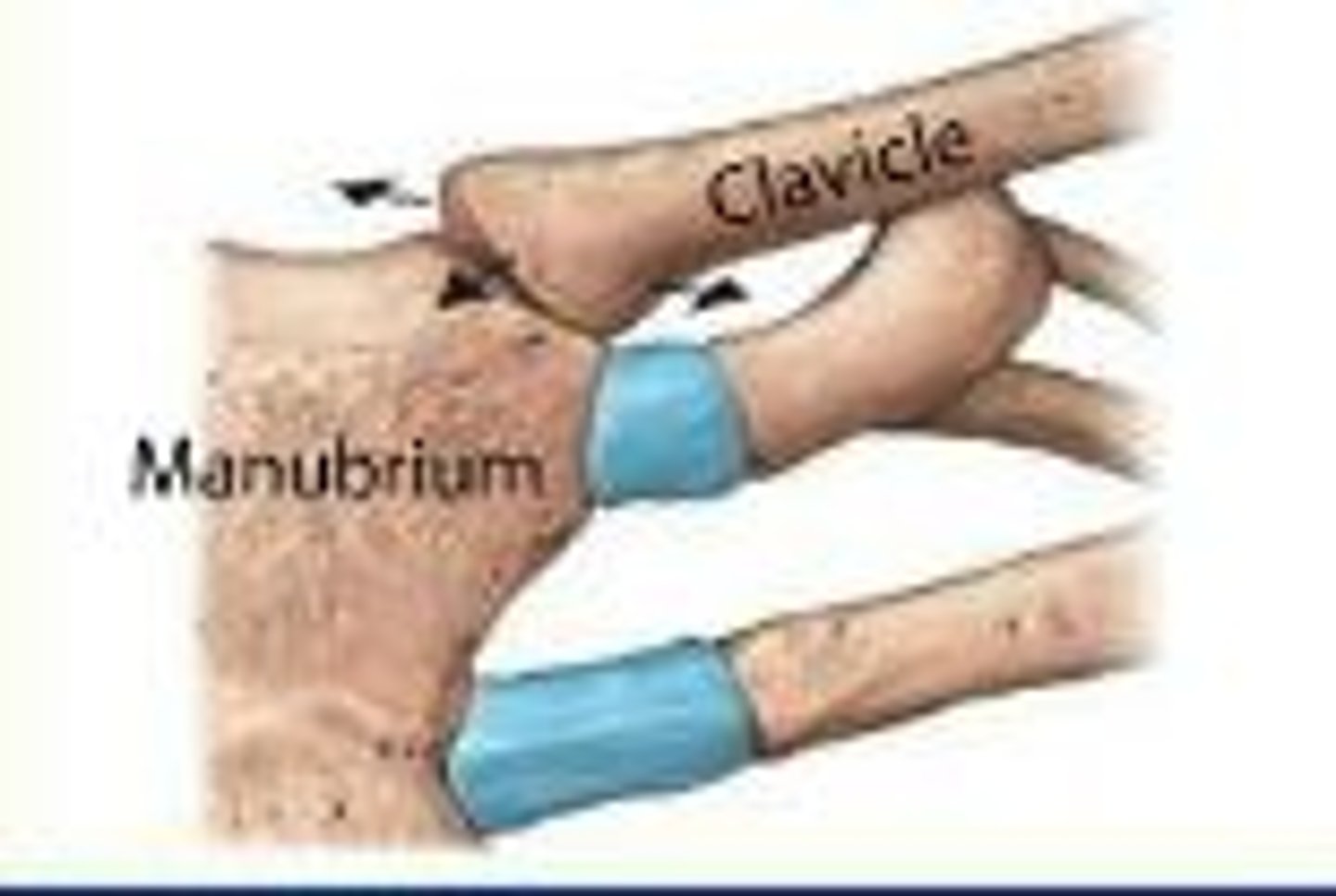 <p>intercarpal/intertarsal joints, sternoclavicular joint, vertebrocostal joints, articular processes of adjacent vertebrae</p>