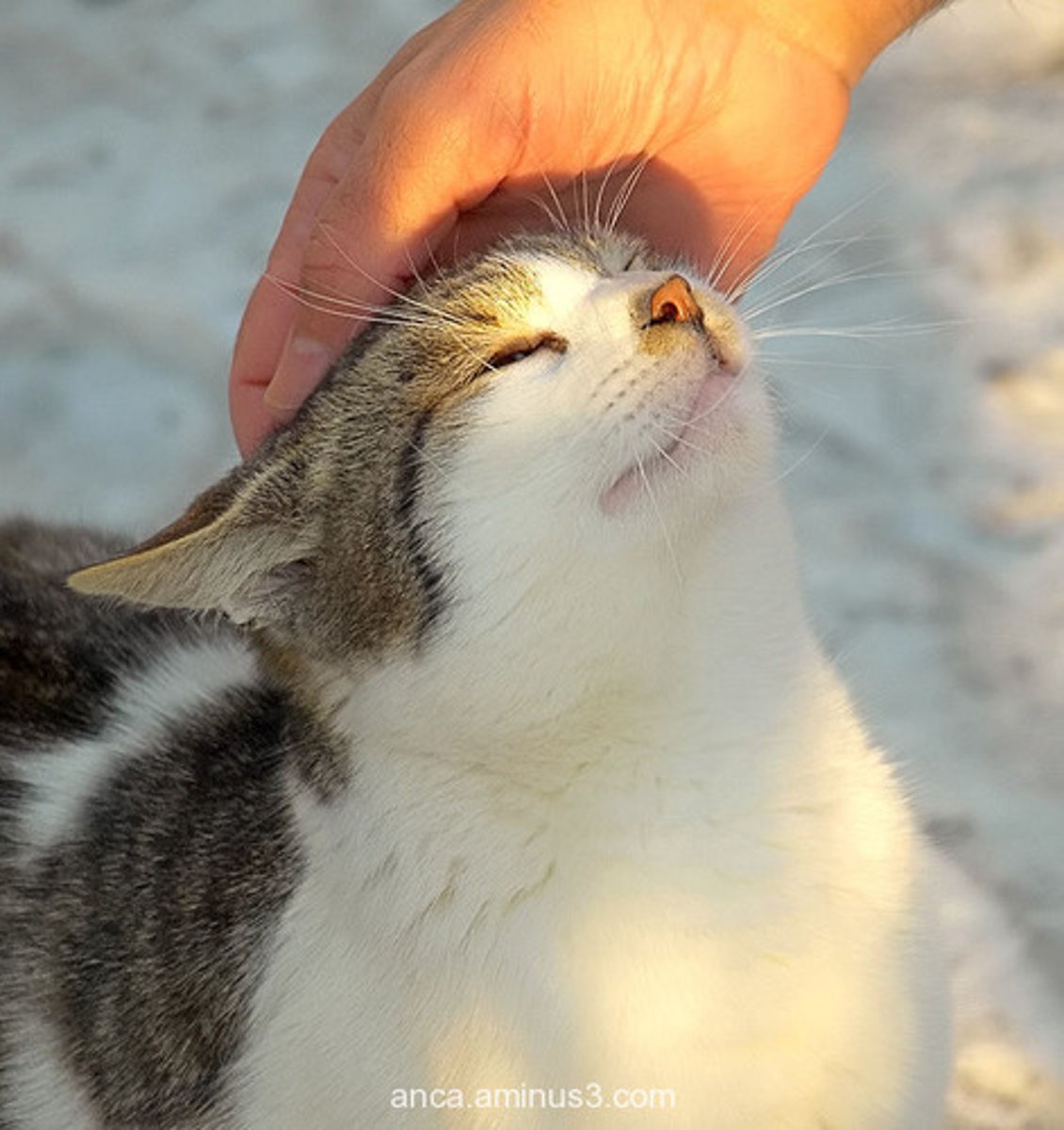 <p>mō (v.)- to feel; to touch; to stroke</p>