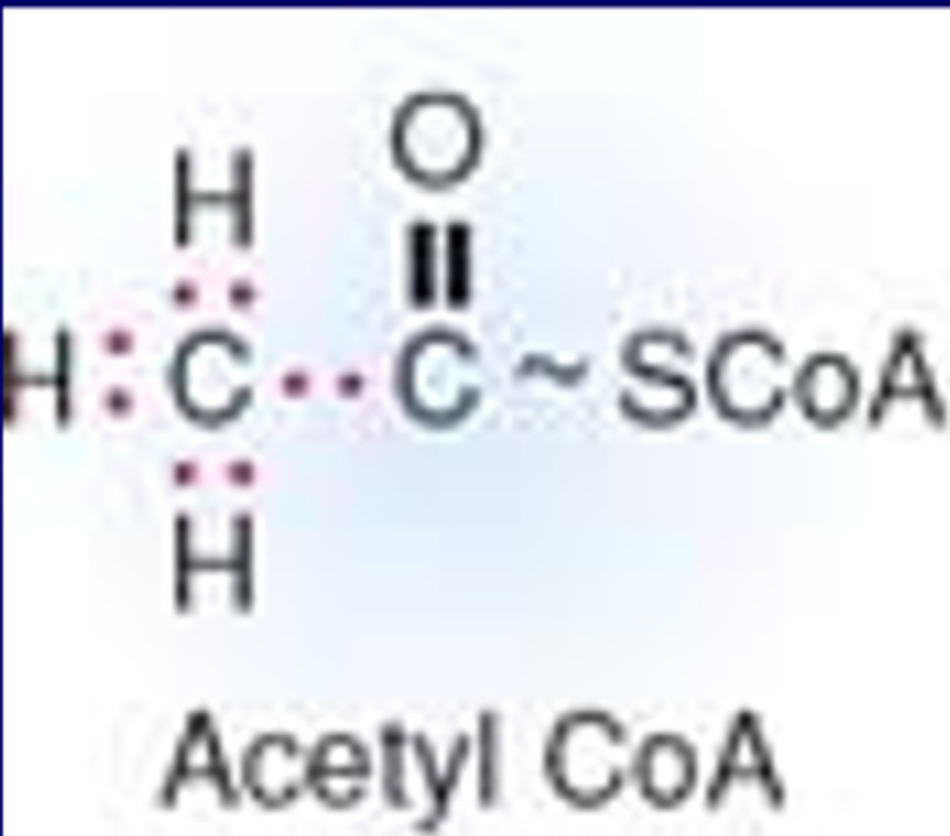 <p>-8 electrons to TCA cycle <br>-2 carbons<br>-has high energy bond (~)</p>