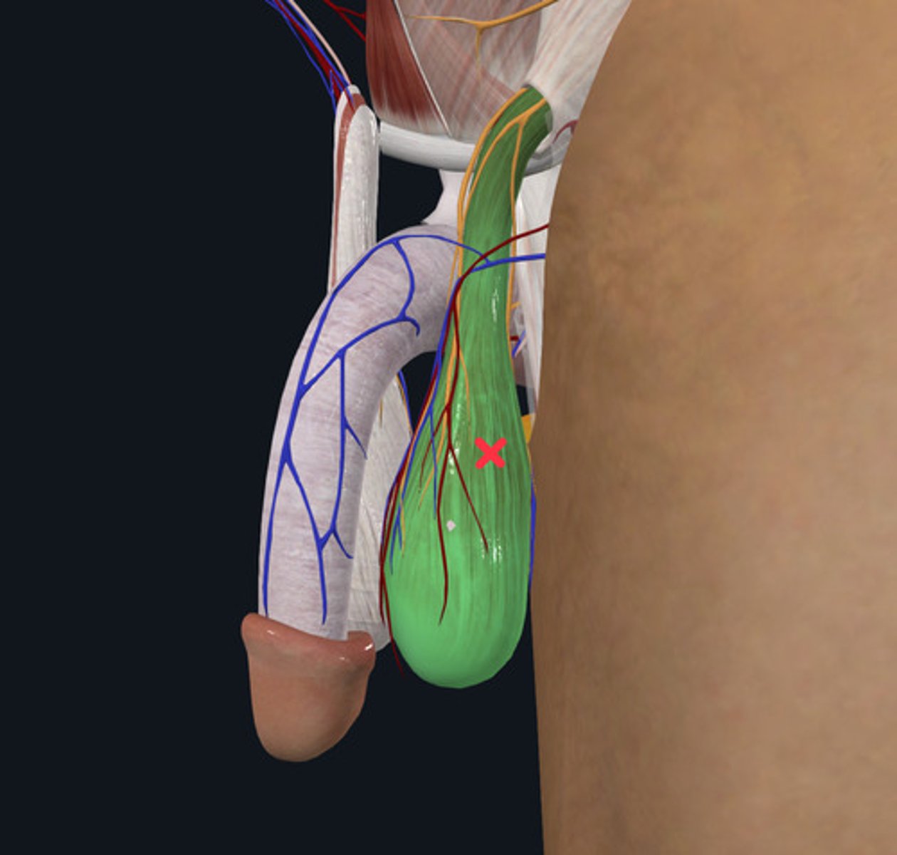 <p>ID Muscle Highlighted Green</p>