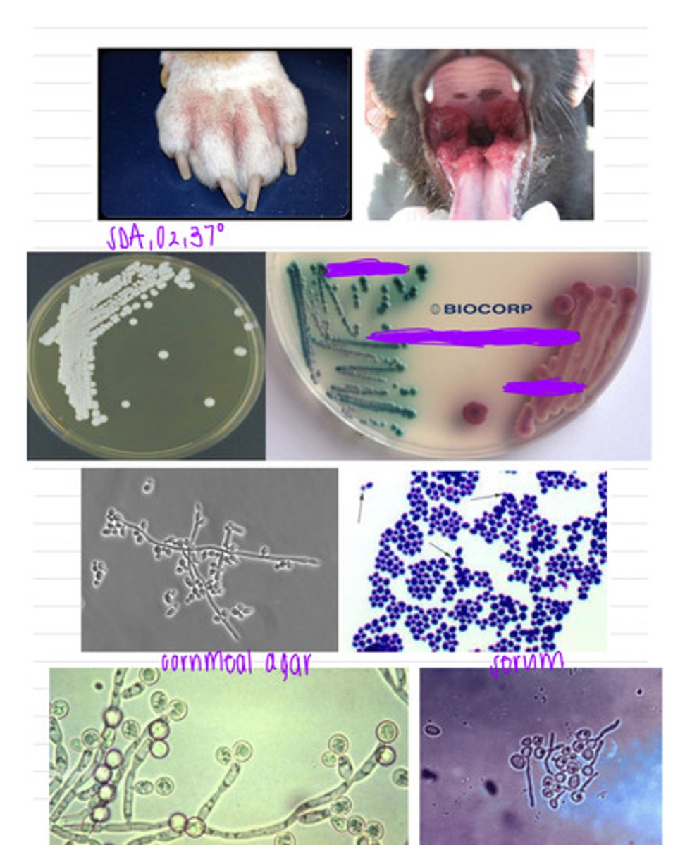 <p>this dog came into the vet with mucocutaneous lesions in its mouth. we isolate samples in SDA at 37 degrees, in a selective indicator media, in cornmeal agar, and in serum. we also look under a microscope. we see these results.</p><p>what is the diagnosis?</p>