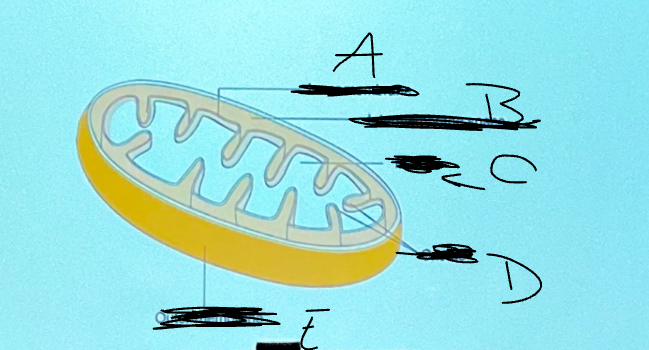 <p>What is D?</p>