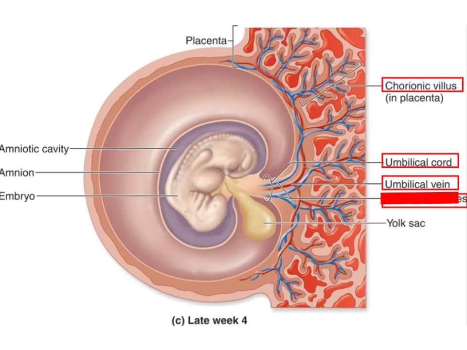 <p>umbilical cord</p>