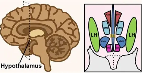 <p>hypothalamus</p><p>Hunger. Stimulated by ghrelin, inhibited by leptin</p>