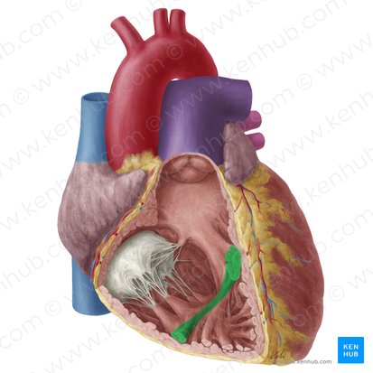 <ul><li><p>a muscular band in the right ventricle of the heart that connects the interventricular septum to the anterior papillary muscle </p></li></ul><p></p>