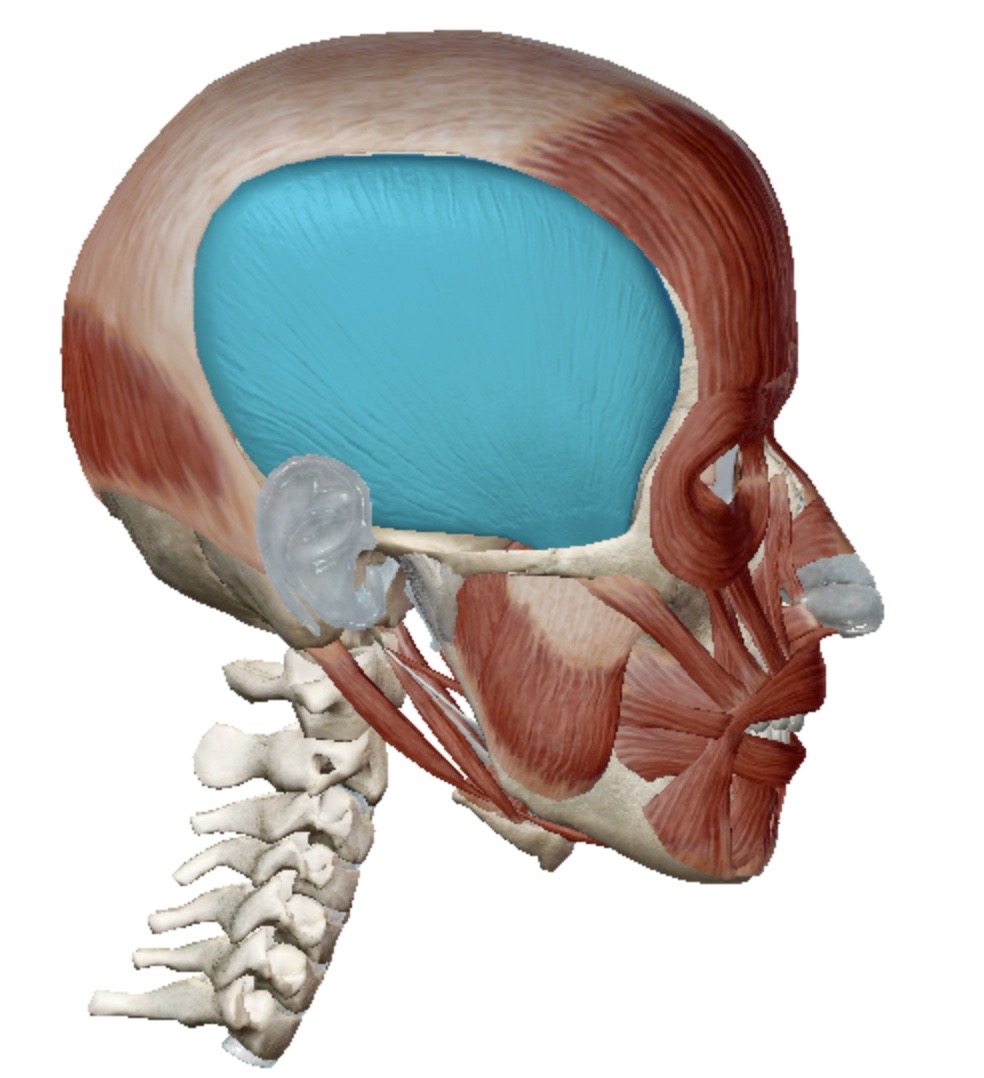 <p>Identify this muscle</p>