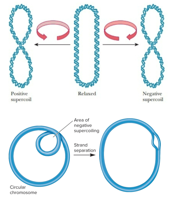 <ul><li><p>formed when DNA given a turn that unwinds helix (left)</p></li><li><p>can also cause fewer turns, topoisomers</p></li><li><p>chromosomal DNA in bacteria is negatively supercoiled</p></li><li><p>In E. coli, 1 - supercoil per 40 turns of double helix</p></li><li><p>Helps compaction of chromosome</p></li><li><p>In localized regions, creates tension that may be released by DNA strand separation which it also promotes</p></li></ul><p></p>