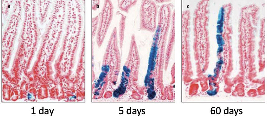 <p>Lineage tracing means we can determine cell fate. Transgene made that is controlled by the promoter for Lgr5, causes single cells to express a marker. The marker is a bacterial gene (beta galactosidase) which turns cells blue, is expressed in the cell + all of its off spring permanently. </p>