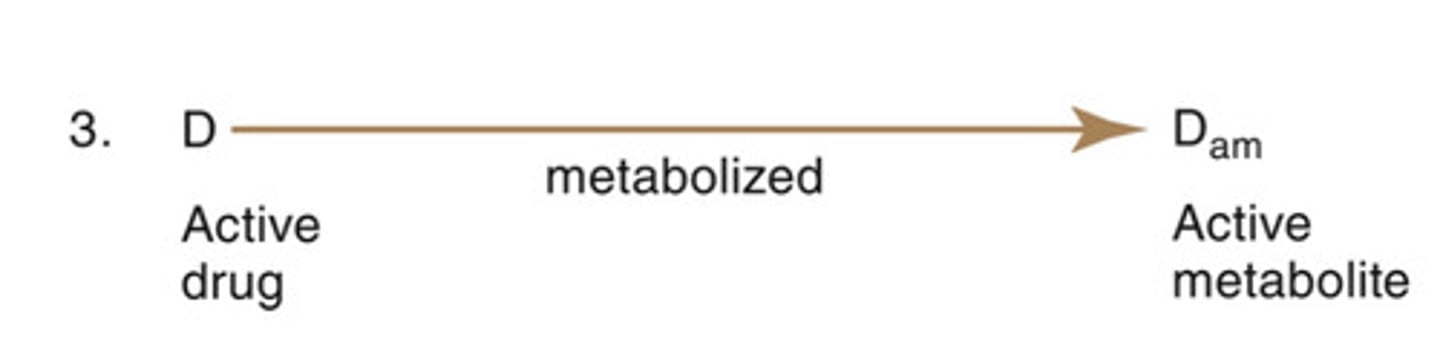<p>active compound is converted into a second active compound &amp; is then converted into an inactive compound</p>