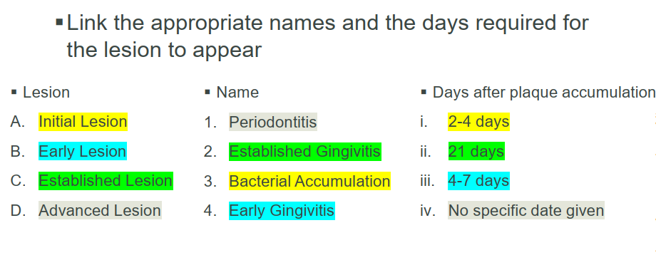 <p><strong>Initial Lesion AKA Bacterial Accumulation (2–4 days)</strong></p><ul><li><p>Acute inflammation, vasodilation, ↑ neutrophils, ↑ gingival crevicular fluid.</p></li><li><p>Clinically: gingiva looks healthy</p></li><li><p>Host response successful if most bacteria destroyed (gram neg)&nbsp;</p></li></ul><p><strong>Early Lesion AKA Early Gingivitis (4–7 days)</strong></p><ul><li><p>Forms&nbsp;“wall of cells” between biotilm and sulcus wall, releasing more cytokines</p></li><li><p>Macrophages recruited&nbsp;</p></li><li><p>JE proliferates, SE forms epithelial ridges&nbsp;</p></li><li><p>Clinically: inflammatory changes, erythema, edema, bleeding on probing.</p></li></ul><p><strong>Established Lesion AKA Established gingivitis&nbsp; (21-days after biofilm acc.)</strong></p><ul><li><p>JE loosens attachment to root surface, being to form pocket epithelium&nbsp;</p></li><li><p>Clinically: chronic gingivitis, persistent inflammation, bleeding.</p></li><li><p>Patient education is vital in controlling bacterial challenge&nbsp;</p></li></ul><p><strong>Advanced Lesion AKA Periodontitis (no specific date)&nbsp;</strong></p><ul><li><p>Plaque biofilm grows laterally and apically along root surface&nbsp;</p></li><li><p>Irreversible tissue destruction by PGE2 (destroy alveolar bone)&nbsp;</p></li><li><p>Clinically: periodontal pocket formation, BOP, Periodontium destruction, furcation, tooth mobility&nbsp;</p></li><li><p>Chronic infection induces chronic inflammation = more damage to periodontium&nbsp;</p></li></ul><p></p>