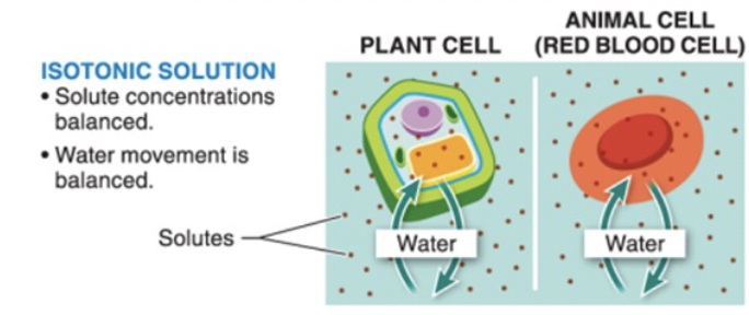 <p>osmosis in an ISOtonic solution</p>