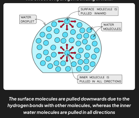 <p>properties of water - high surface tension </p>