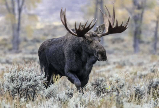 <p>caribou, moose, snowshoe hare, red squirrels, and procupine</p>