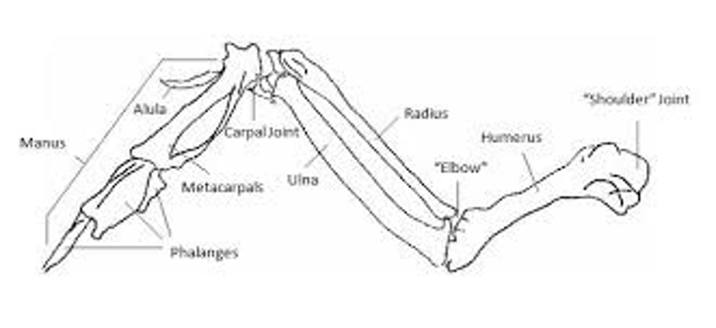 <p>carpal (wrist)</p>