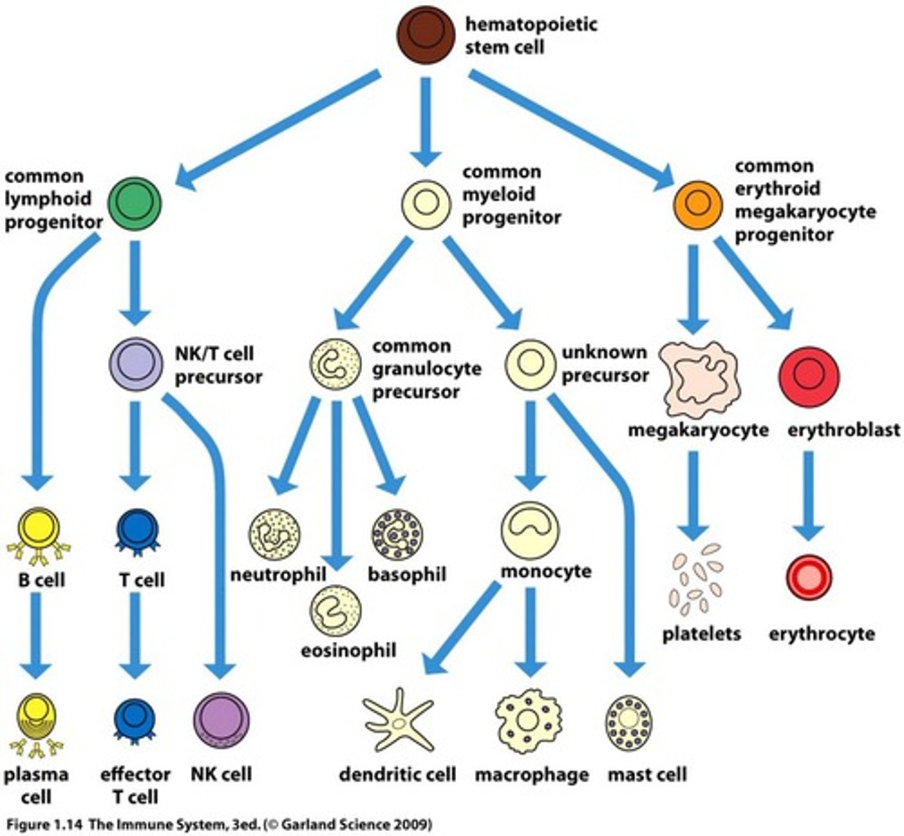 <p>A cell that has lost the capacity for self renewal and is committed to the generation of a particular cell lineage</p>
