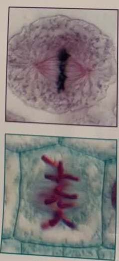 <p>(MIDDLE) 2nd phase of mitosis during which the chromosomes line up along the center of the cell</p>