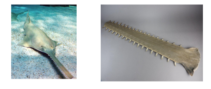<p><span>Elongated rostrum with teeth used for hunting and protection.</span></p>