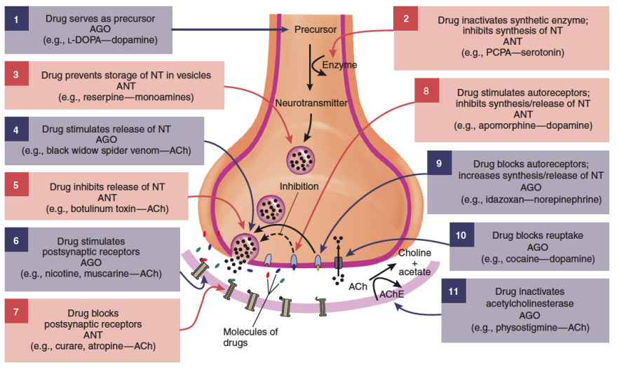 <ul><li><p class=""><strong>Neurotransmitter precursors:</strong> Drugs can increase (e.g., <strong>L-dopa</strong> for dopamine) or inhibit synthesis.</p></li><li><p class=""><strong>Neurotransmitter storage:</strong> Drugs can inhibit vesicle storage, disrupting release.</p></li><li><p class=""><strong>Neurotransmitter release:</strong> Drugs can stimulate or block release, but both are toxic (e.g., <strong>black widow spider venom</strong>).</p></li><li><p class=""><strong>Receptors:</strong></p><ul><li><p class=""><strong>Serotonin receptors</strong>: Specific subtypes are good targets.</p></li><li><p class=""><strong>GABA receptors</strong>: Multiple subtypes offer specific drug targeting.</p></li><li><p class=""><strong>Nicotinic receptors</strong>: Affects both CNS and periphery.</p></li><li><p class=""><strong>Post-synaptic &amp; auto-receptors</strong>: Can inhibit or enhance neurotransmitter release.</p></li></ul></li><li><p class=""><strong>Reuptake mechanisms:</strong></p><ul><li><p class=""><strong>Fluoxetine (Prozac)</strong> blocks serotonin reuptake.</p></li><li><p class=""><strong>Cocaine</strong> inhibits dopamine, serotonin, and norepinephrine reuptake.</p></li></ul></li><li><p class=""><strong>Acetylcholinesterase inhibition:</strong> Specific to acetylcholine transmission.</p></li></ul><p></p>