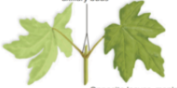 <p>what is this leaf arrangement</p>