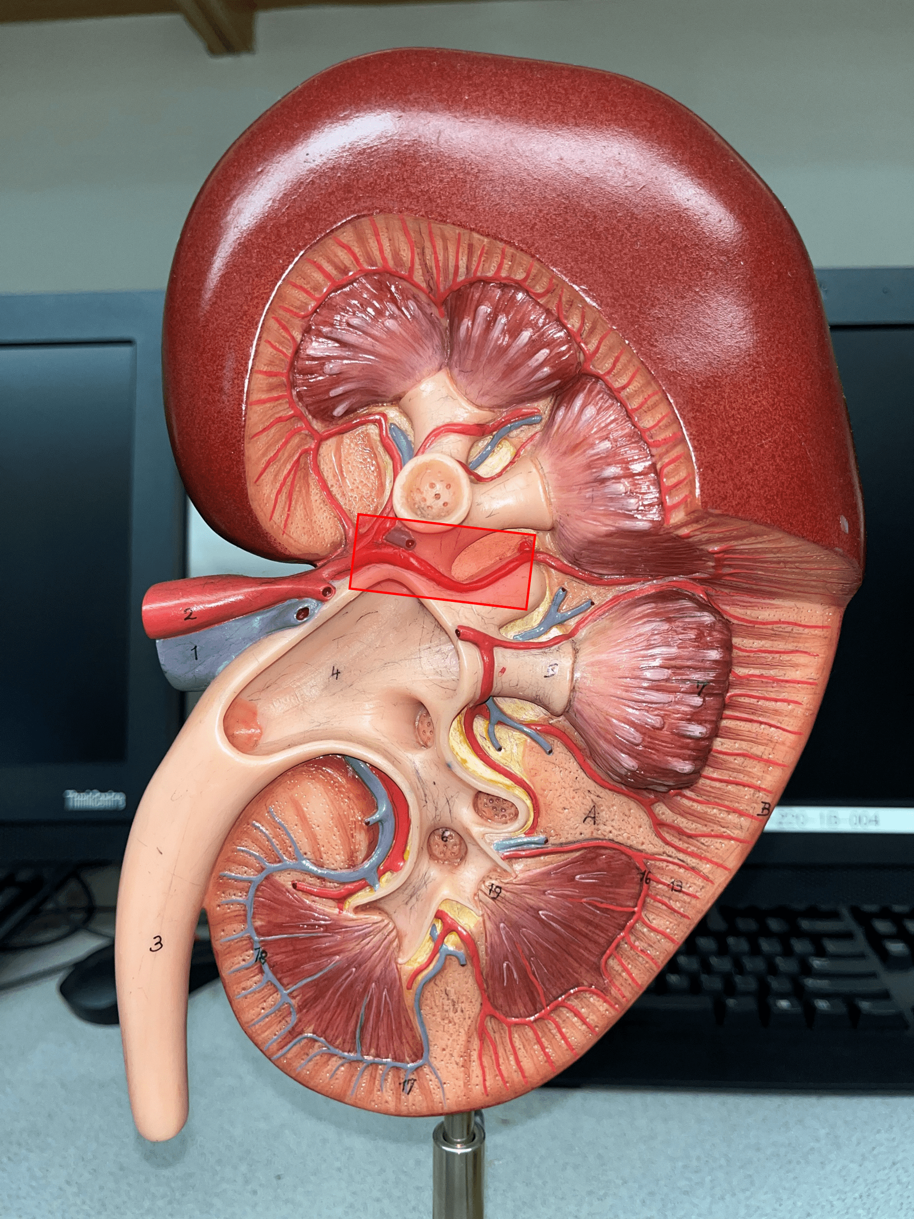 • Branches of the renal a.

• Branches into smaller interlobar aa.