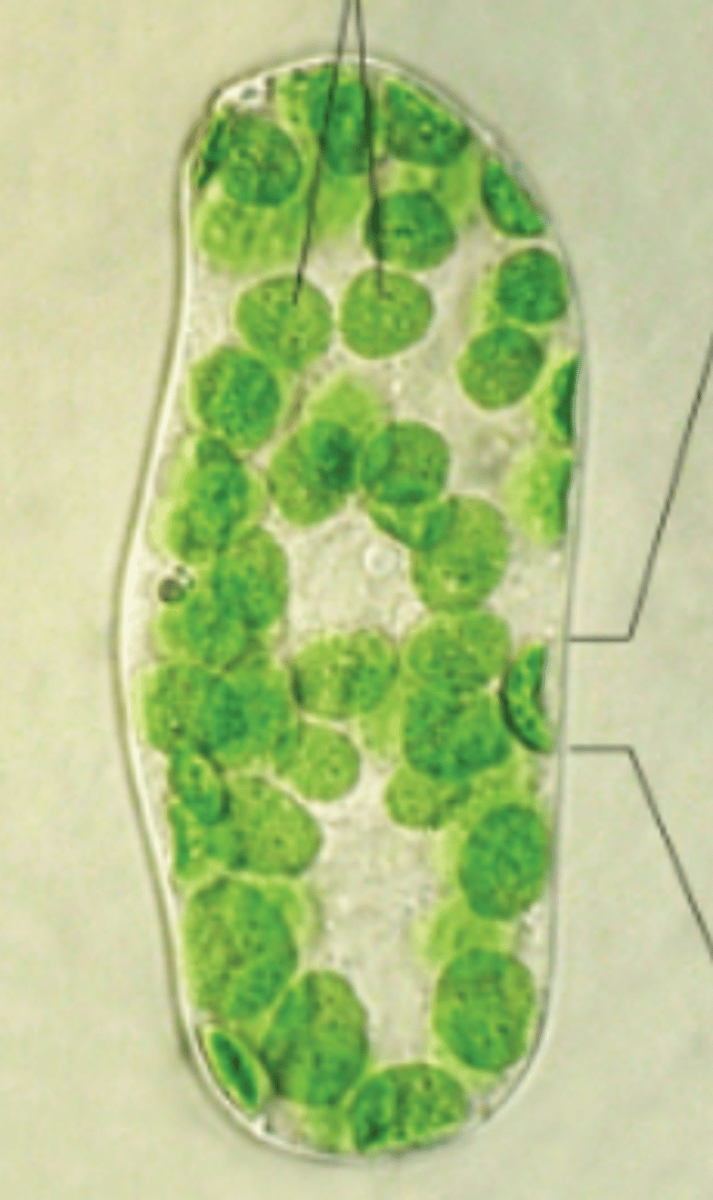 <p>What does this single cell isolated from a leaf of a flowering plant have?</p>