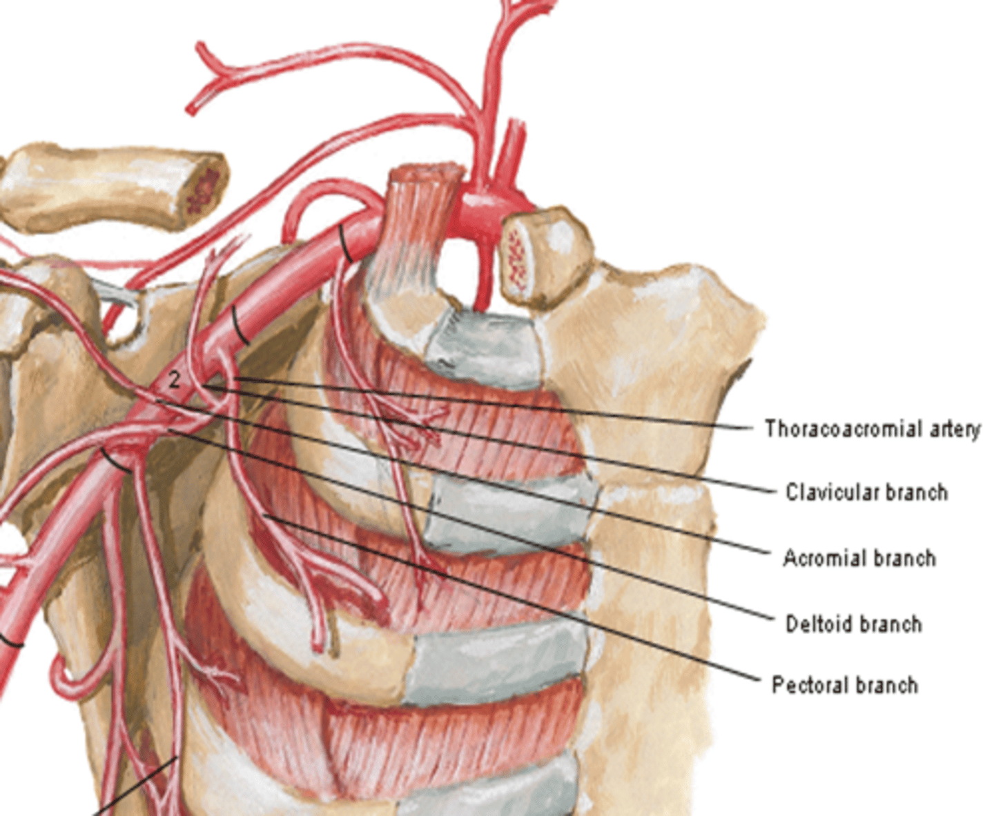 <p>major supplier of rotator cuff</p>