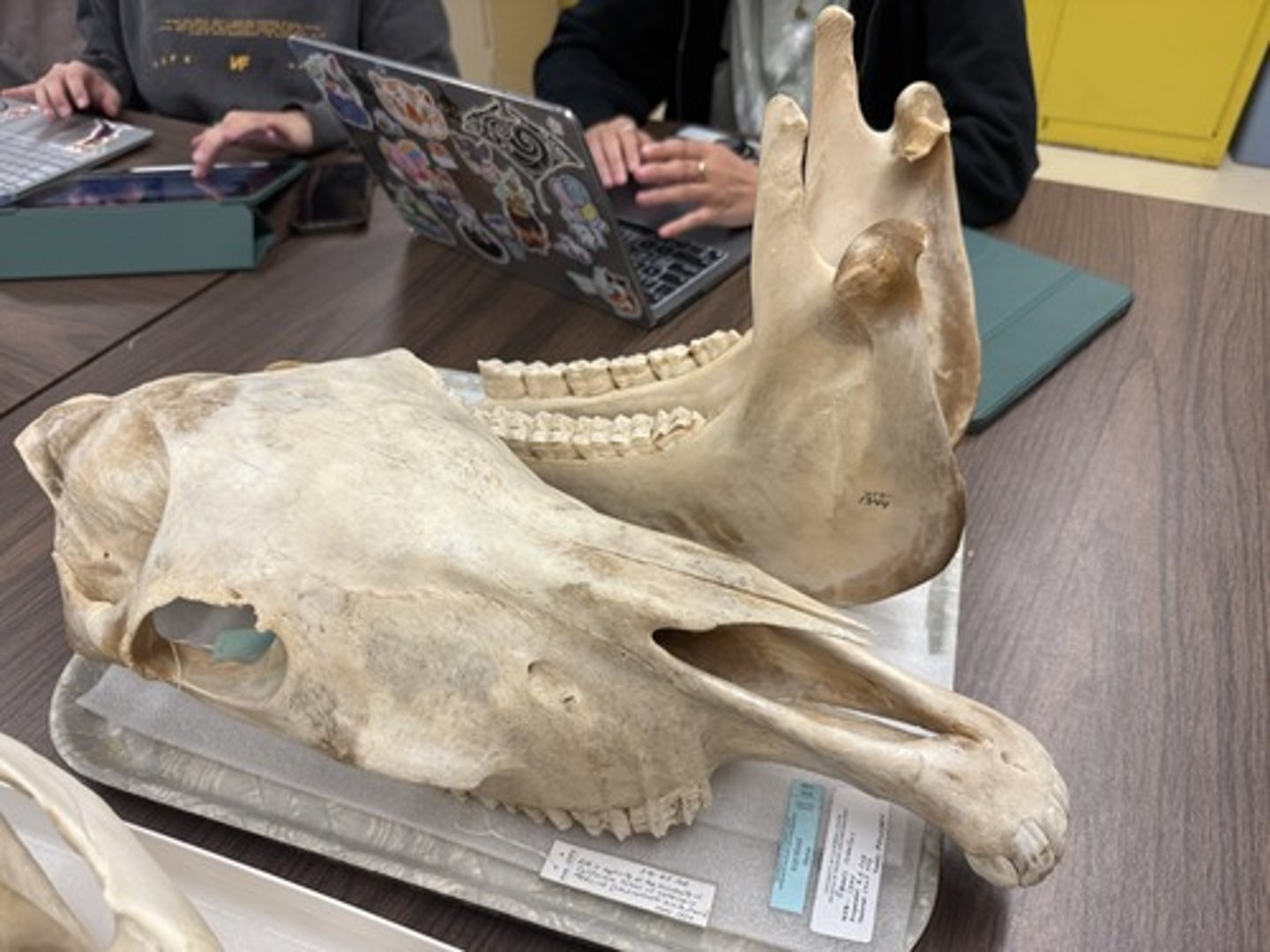 <p>Family, Order, Infraclass, Subclass</p><p>-long rostrum with sloping forehead</p><p>-wide, blunt selenodont(?) teeth</p>