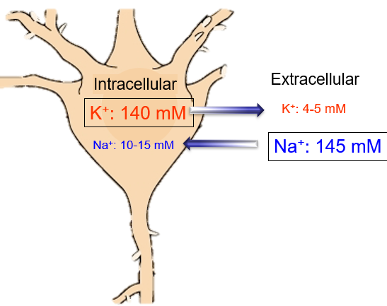 <p>What primarily generates the resting membrane potential?<br></p>