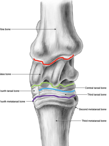 <p>which joints of the tarsus communicate w/ e/o</p>
