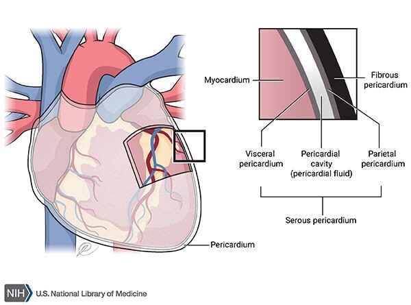 <ul><li><p>pericardial cavity</p></li><li><p>space between parietal &amp; visceral layers of serous pericardium</p></li><li><p>Contains thin film of fluid</p></li></ul><p></p>