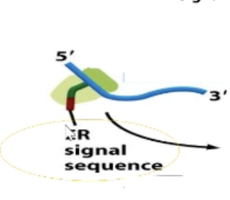 <p>Not sequence specific and hydrophobic (8 or more hydrophobic/nonpolar amino acids in a row)</p><p>Most are N-terminal, but not all.</p><p>MUST BE RECOGNIZED BY THE SRP (signal recognition particle)</p>