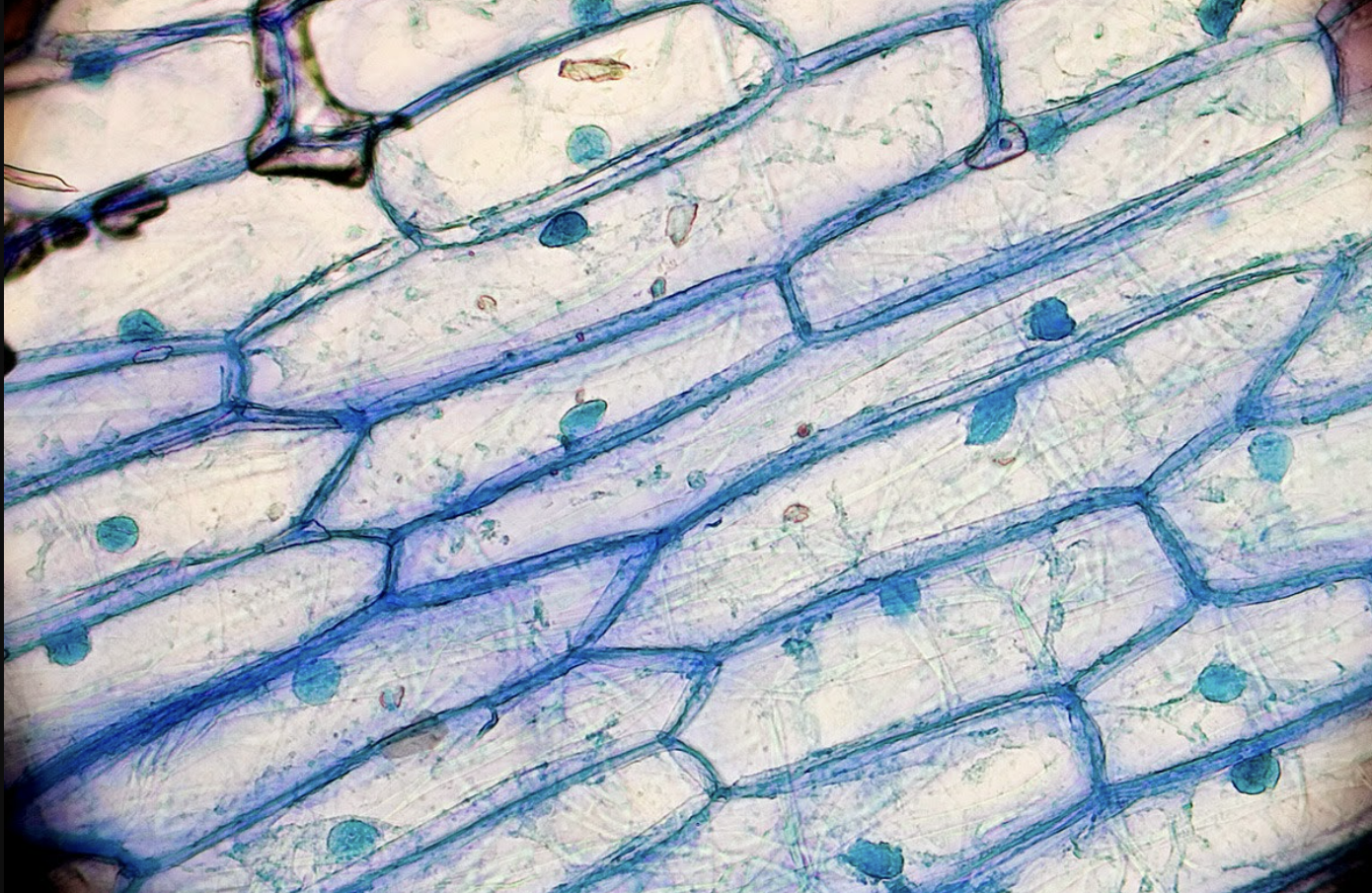 <p>What cell is this?</p>