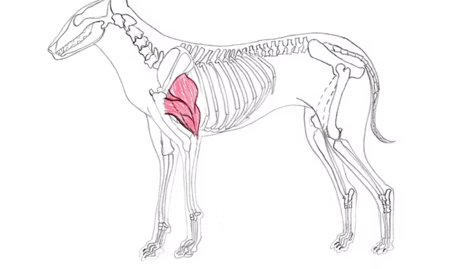 <p>Located in the forelimb on the upper arm. Made of 4 heads working together to extend or straighten the elbow joint. The long head also works in isolation to flex the shoulder joint bringing the limb upwards and toward the body</p>