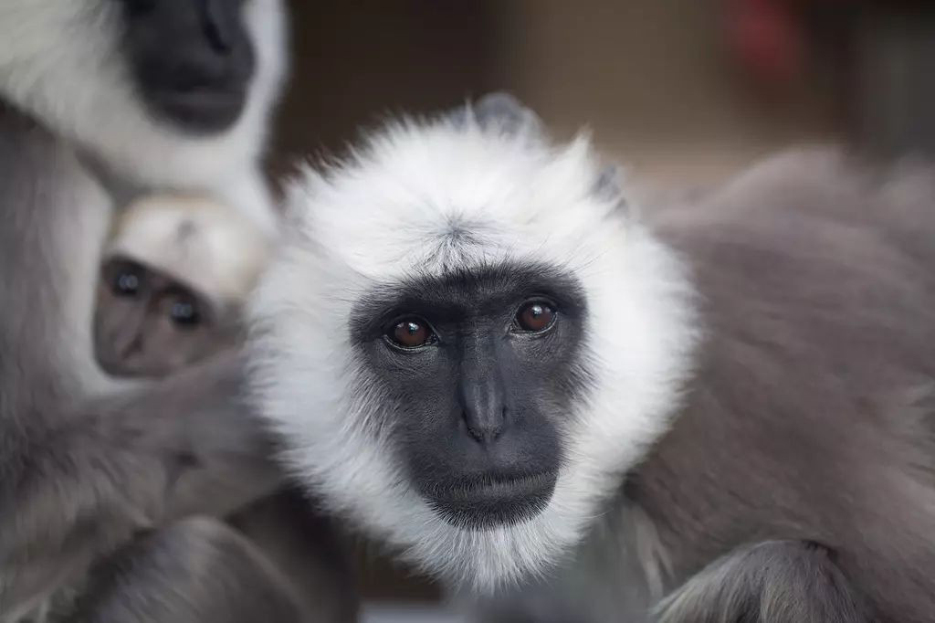 <p>gray langurs (Semnopithecus)</p>
